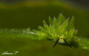 Green Beautie by Adriana Simeonova 